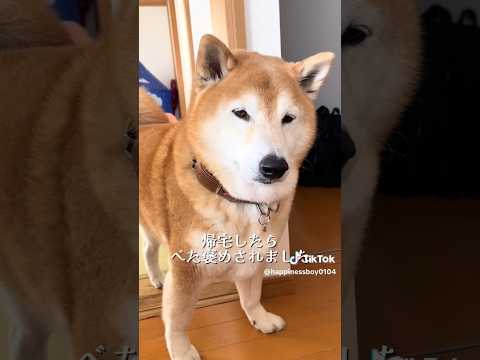 柴犬福 病院帰宅後の誇らしげ柴犬🤩Sis and Shiba🤣姉と柴 shorts 柴犬 shibainu dogsh… サムネイル