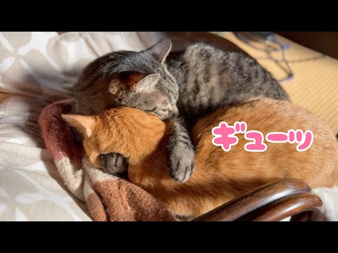 秋のスケッチ大会と、猫のギューッ♡ Sketching in Autumn & Kitty Cuddles サムネイル
