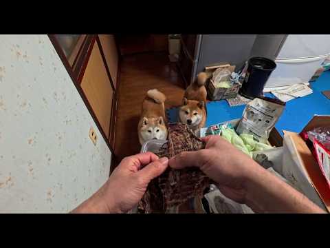 みなさんに届けられているお散歩オヤツは、厳重な監視下の元、安全に詰め替えが行われています。 サムネイル