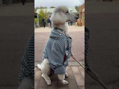 shorts ミッキーのシャツ着たテッドちゃん　スタンダードプードル　那須どうぶつ王国にて　2026年2月27日 サムネイル