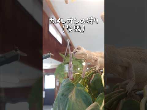 狩りは必ずしも成功するとは限らない😐動物園 パンサーカメレオン 爬虫類 chameleon zoo サムネイル