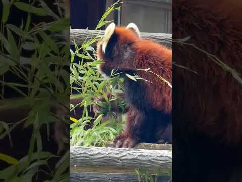 shorts おはようみいちゃん　レッサーパンダ　千葉市動物公園にて　2026年4月18日 サムネイル