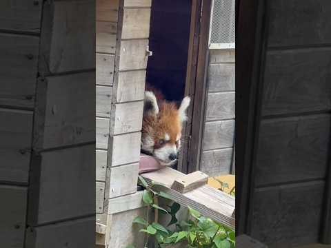 shorts 部屋に戻らず庭のバンガローでおやすみ😊 本日の風太くん(14:45〜扉開放！) レッサーパンダ　千葉市動…