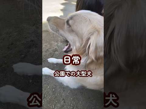 公園のアイドルになる犬 ゴールデンレトリバー 大型犬のいる生活 大型犬と子供 goldenretreiver サムネイル