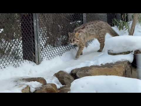 アカツキくんが気になる かりおくん　ツシマヤマネコ　那須どうぶつ王国にて　2026年2月1日 サムネイル