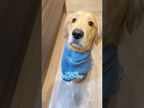 運がついたということで 大型犬 ゴールデンレトリバー サムネイル