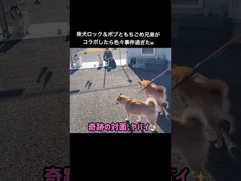 全貌はロング動画まで♪ #柴犬 #ハスキー サムネイル