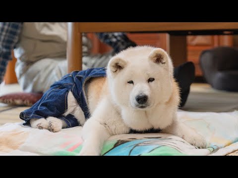 体調が絶好調に良い日の柴犬１６歳、元気で可愛く愛おしい日常 サムネイル