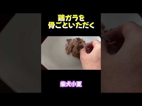 鶏ガラを骨ごといただく 神戸 柴犬 shiba shibainu 癒し サムネイル