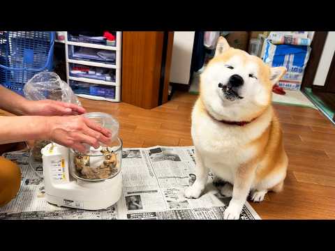 初めての現場にタイミーとして緊急参戦するも、その道30年の顔でお駄賃を頂戴しまくる柴犬 サムネイル