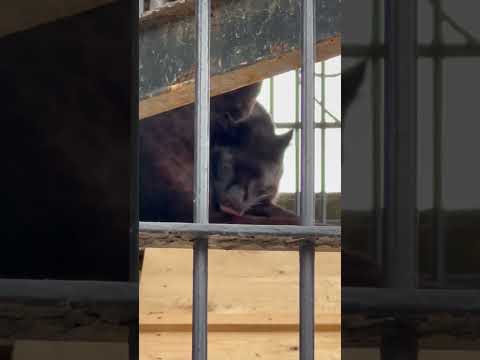 shorts クロヒョウ　　浜松市動物園にて　2026年4月5日