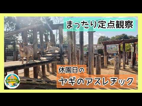 【まったり定点観察】休園日のヤギのアスレチック　東武動物公園　公式YouTubeチャンネル サムネイル