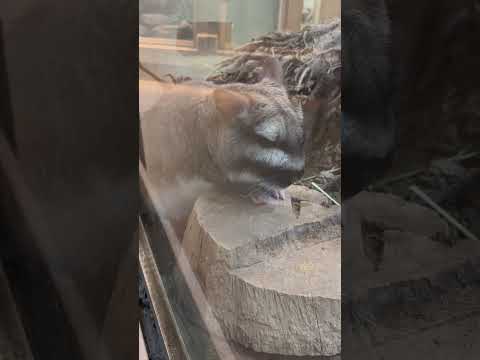 shorts 今日はルイちゃん出て来てくれてました🥹　ビスカチャ　埼玉県こども動物自然公園にて　2026年5月31日 サムネイル