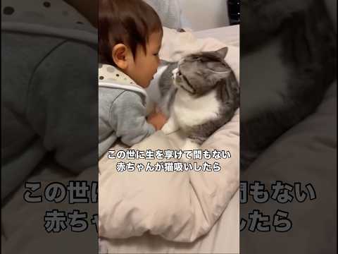 グイグイ猫吸いしてくる赤ちゃんにマンチカンが優しく吸いすぎ注意 マンチカン マンチカン短足 子猫 猫 サムネイル