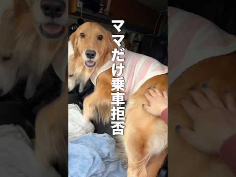 愛犬に『乗車拒否』されました。悲しい…【ボーダーコリー・ゴールデンレトリバー】shorts サムネイル