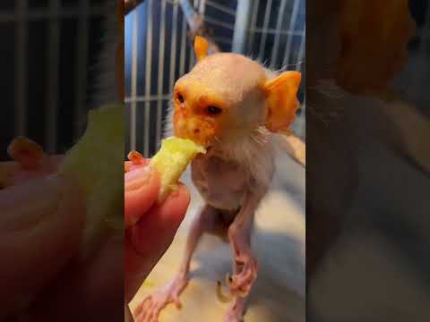 ひたパンにメロンをディップした最高に美味しいやつ♪動物 コモンマーモセット おばあちゃん サムネイル