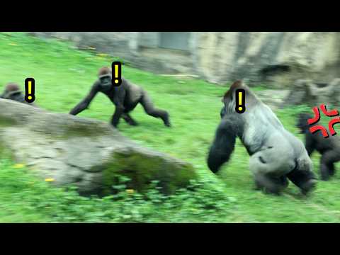 Ringo’s angry roar scared D'jeeco, Jabali,Tayari away!金剛猩猩R… サムネイル