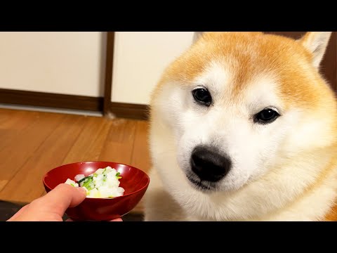 新年だからといって七草がゆに興味が出るわけではない柴犬 サムネイル