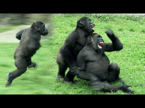 Gorilla Ringo wanted to play w/Jabali after having treats,c… サムネイル