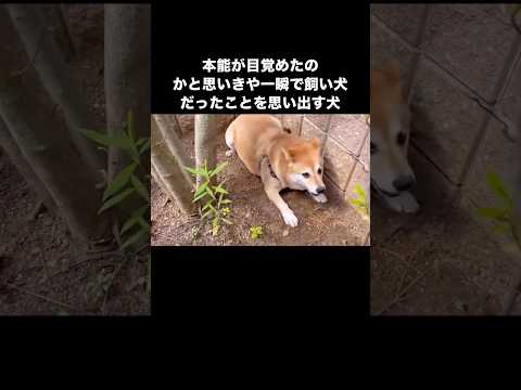 一瞬愛犬が野生化したのかと思ったらすぐに飼われていることを思い出したらしい 柴犬 本能 柴犬のいる暮らし shorts サムネイル