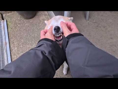 2026年3月23日(月) 毎朝大歓迎してくれるモモさん サムネイル