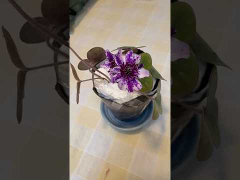 shorts 雪割草が綺麗です♪ サムネイル