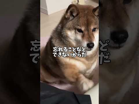 🐕映画を観に行った飼い主に柴犬がかける呪い😱 サムネイル