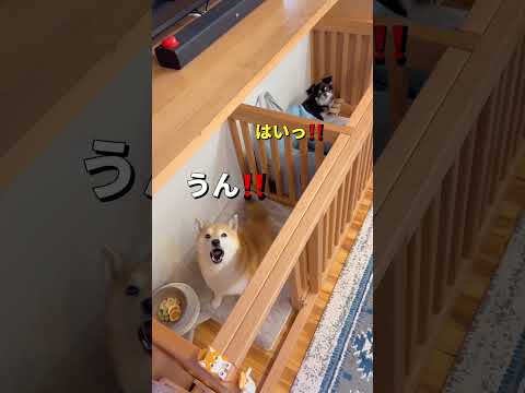 気持ち高ぶる🐶🐶🔥柴犬 チワワ shorts サムネイル