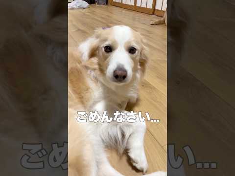 ママの一言で泣きそうになる犬の表情が豊かすぎる...【ボーダーコリー・ゴールデンレトリバー】shorts サムネイル