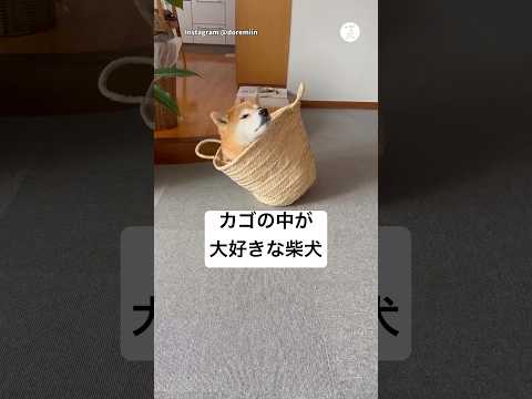 カゴの中が大好きな柴犬、その結果…😂　　柴犬　犬　面白い　犬のいる暮らし かわいい犬 サムネイル