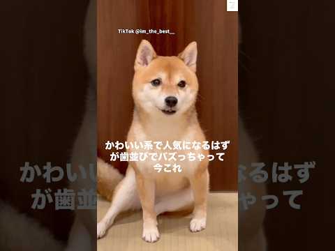 歯並びでバズった犬　犬　豆柴　柴犬　犬　かわいい犬 サムネイル