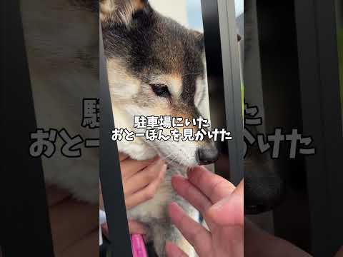 黒柴が飼い主の手を舐めた結果… サムネイル