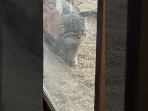 shorts あ🫢ごめんごめんアブちゃん😅　マヌルネコ　那須どうぶつ王国にて　2026年3月1日 サムネイル