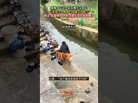 狗狗為了這個家有操不完的心 狗狗 意外 有趣 萌寵 dog pets amazing funny shorts サムネイル