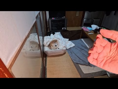 モモさん 茶の間 退去命令【モモさん完治しました】 サムネイル