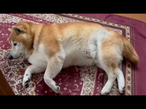 柴犬福 リビングのセンターに居た柴犬🤣Why hern🤣 サムネイル