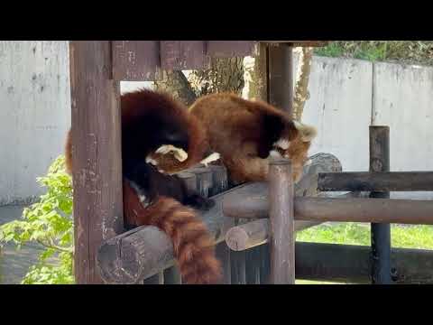 ひなたくん 円実ちゃんの隣りへ移動して おやすみ😴　レッサーパンダ　大森山動物園にて　2026年4月29日