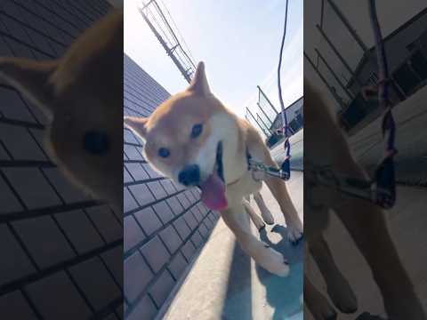今日も笑顔で素敵な1日をお過ごしください　by 柴犬とん　柴犬　柴犬とん サムネイル