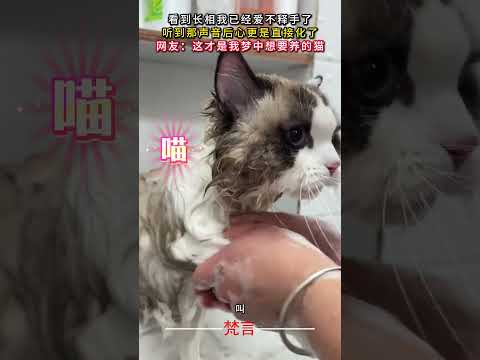 看到長相我已經愛不釋手了 聽到那聲音後心更是直接化了 貓咪 貓 可愛 萌寵 cat cute cure pets sh… サムネイル