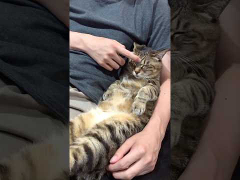 久しぶりに会ったお兄ちゃんにシャーしてしまった保護猫。この後も少し距離があったけどだんだん馴染んで中も元通りに。 保護… サムネイル