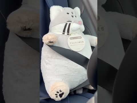 shorts デデーんっと🤭　那須どうぶつ王国にて購入　2026年3月27日 サムネイル