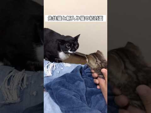 長男猫はこの時どんな気持ちだったのだろうか⋯今ではすっかり仲良し兄弟です🐱 先住猫 新入り猫 猫 shorts サムネイル