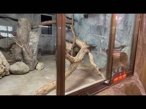 アンズちゃんのお部屋模様替えしたのネェ〜☺️ アムールヤマネコ　那須どうぶつ王国にて　2026年4月26日 サムネイル