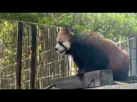 ゆうちゃん　レッサーパンダ　千葉市動物公園にて　2026年5月9日