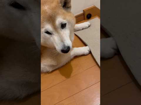 柴犬福 怪しすぎる肉球犯🤣Why here🤣shorts japanesedog 柴犬 shibainu dogsho…