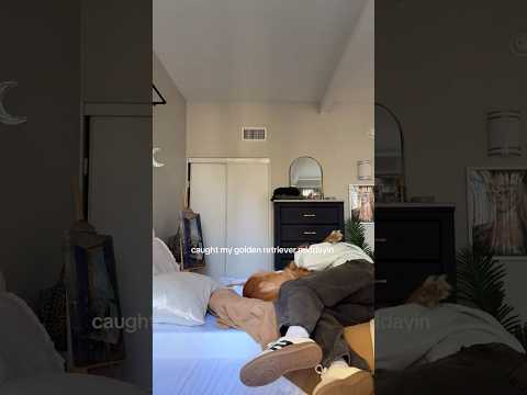 coming home to my golden retriever🥵goldenretreivers dog pup… サムネイル