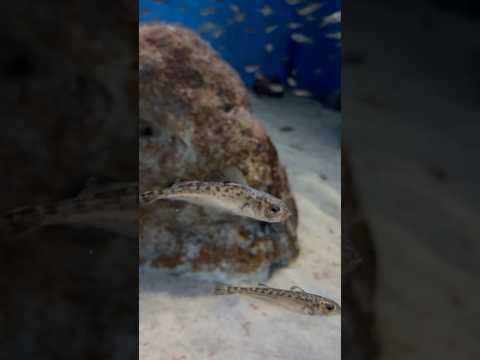 shorts ハタハタ　秋田県男鹿水族館GAOにて2026年4月30日 サムネイル