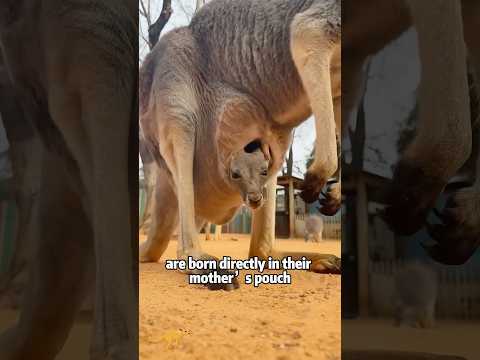 How Do Kangaroos Mom's Actually Have Babies? 🦘💡animals pets… サムネイル
