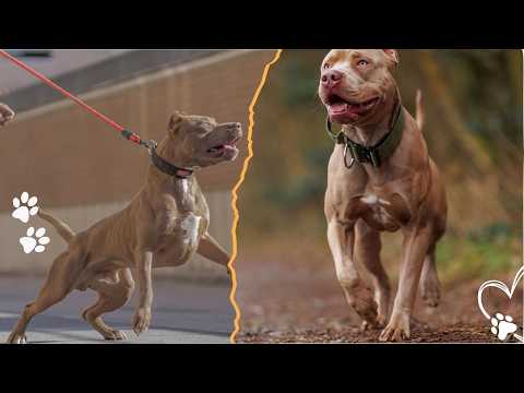 Male vs Female Pit Bulls: What’s the Real Difference? サムネイル