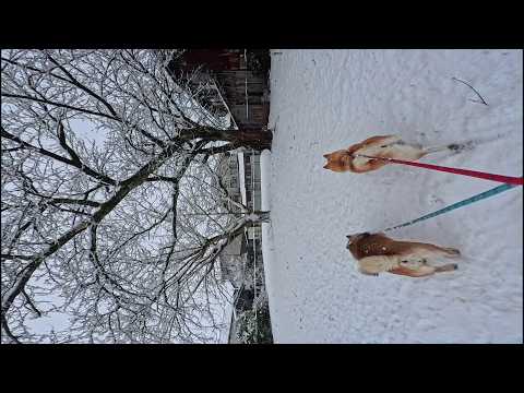 雪の桜をくぐって猫さん集会所の巡回 サムネイル